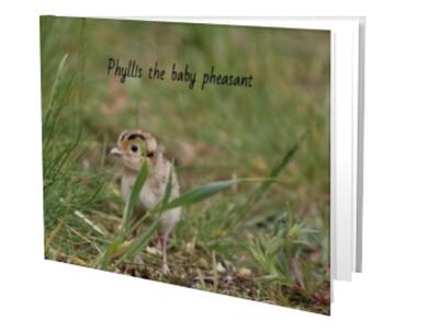 Phyllis the baby pheasant